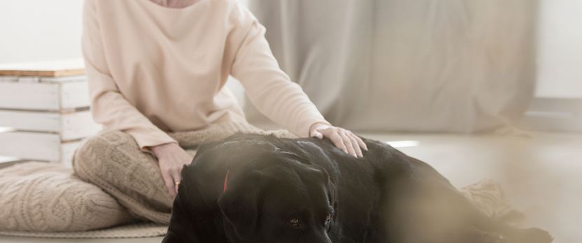 Curso en Intervenciones Terapéuticas Asistidas con Animales