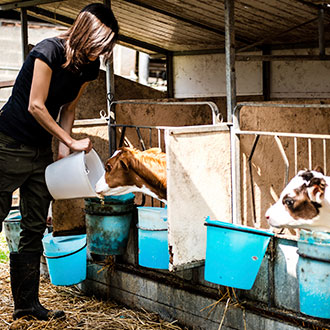 Curso en Protección, Etología y Legislación sobre Bienestar Animal