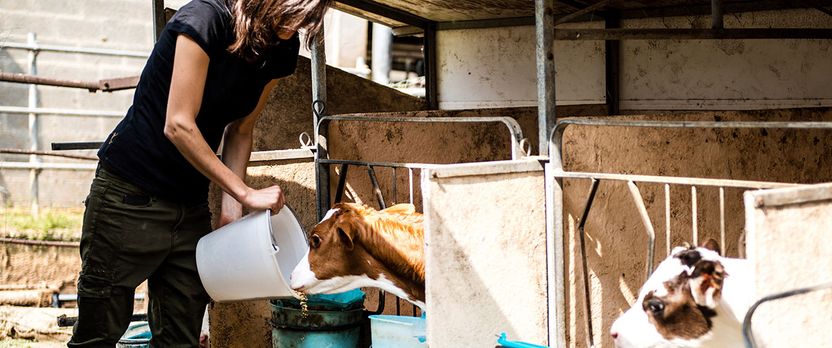 Curso en Protección, Etología y Legislación sobre Bienestar Animal
