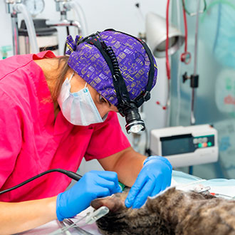 Curso de Desarrollo Profesional en Neurología Clínica y Quirúrgica Veterinaria
