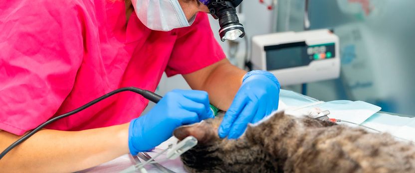 Curso de Desarrollo Profesional en Neurología Clínica y Quirúrgica Veterinaria