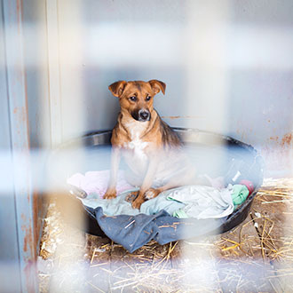 Curso de Desarrollo Profesional en Manejo, Bienestar y Nutrición Animal en Centros de Acogida