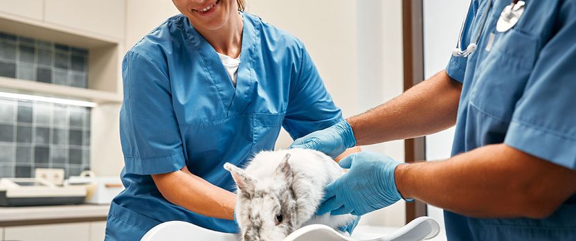 Curso de Desarrollo Profesional en Cardiología Veterinaria Clínica y Diagnóstica