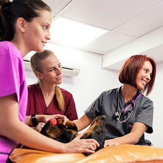 Curso en Hospitalización y cuidados clínicos en pacientes veterinarios