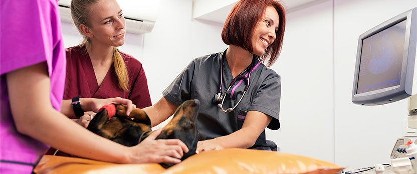 Curso en Hospitalización y cuidados clínicos en pacientes veterinarios