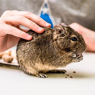 Curso en Asistencia clínica y cuidados veterinarios en pequeños animales