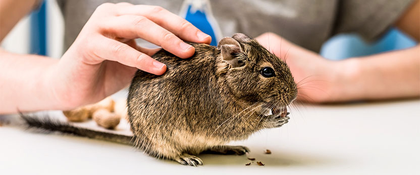 Curso en Asistencia clínica y cuidados veterinarios en pequeños animales