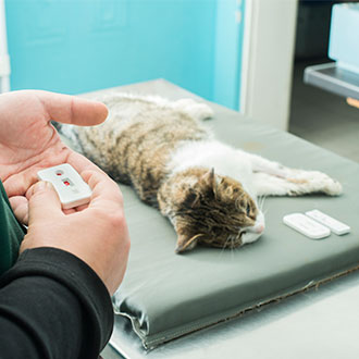 Experto Universitario en Diagnóstico por Imagen en Medicina Veterinaria