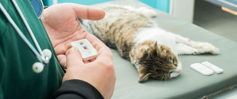 Experto Universitario en Diagnóstico por Imagen en Medicina Veterinaria