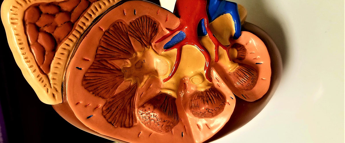 Imagen de Especialidad Clínica de Medicina en Nefrología