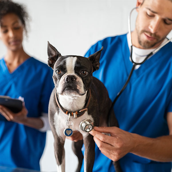 Imagen de Veterinaria