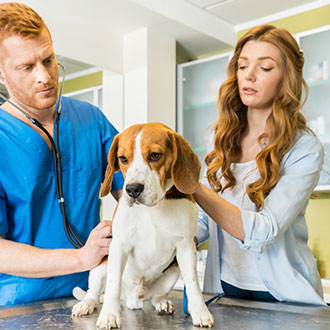 Imagen de Curso Universitario de Especialización en Auxiliar de Veterinaria en Zoológicos