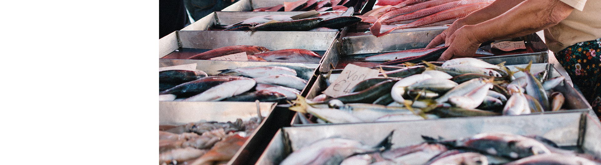 Curso Universitario de Especialización en Técnicas de Manipulación en el Sector Pesquero y Acuícola