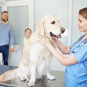 Imagen de Experto Universitario en Asistencia Avanzada en Práctica Clínica Veterinaria