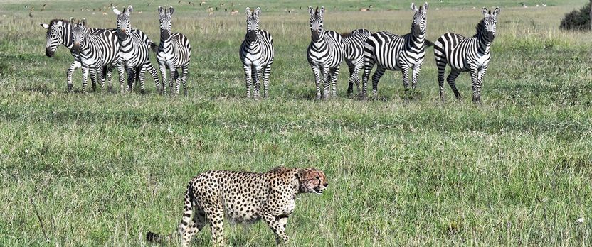 Curso Superior en Cuidador de Animales Exóticos