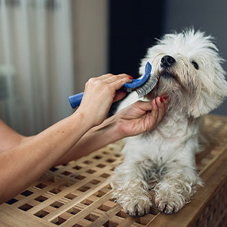 Imagen de Curso Universitario de Especialización en Estética y Peluquería Canina y Felina