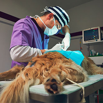 Imagen de Curso Universitario de Especialización en Urgencias Veterinarias y Quirófanos