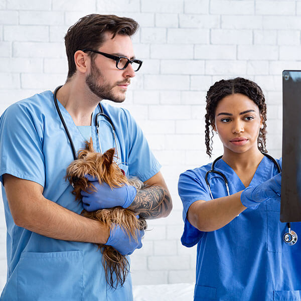 Imagen de Auxiliar de Veterinaria