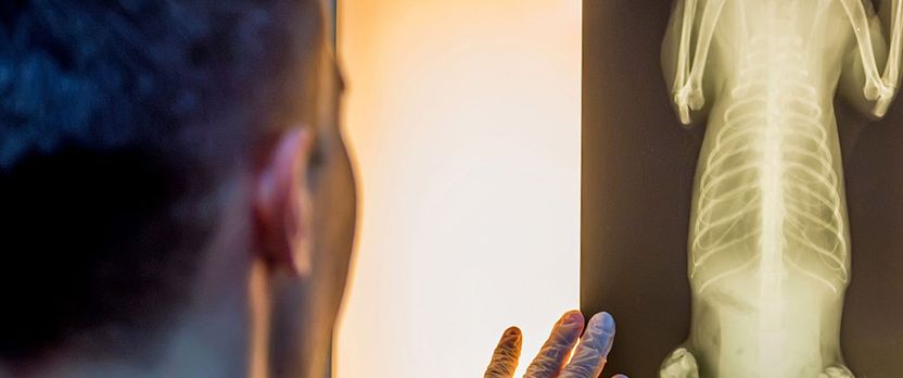 Curso Universitario de Especialización en Técnicas de Imagenología para Diagnósticos Veterinarios