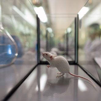 Imagen de Curso Universitario de Especialización en Manipulación Genética Animal y Vegetal. Bioseguridad