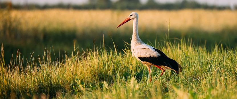 Curso Universitario de Especialización en el Estudio y Observación de las Aves