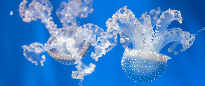 Curso en Estudio de los Procesos Físicos en el Océano