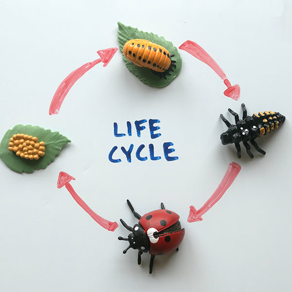 Imagen de Curso Universitario de Especialización en Aplicaciones Prácticas de la Entomología