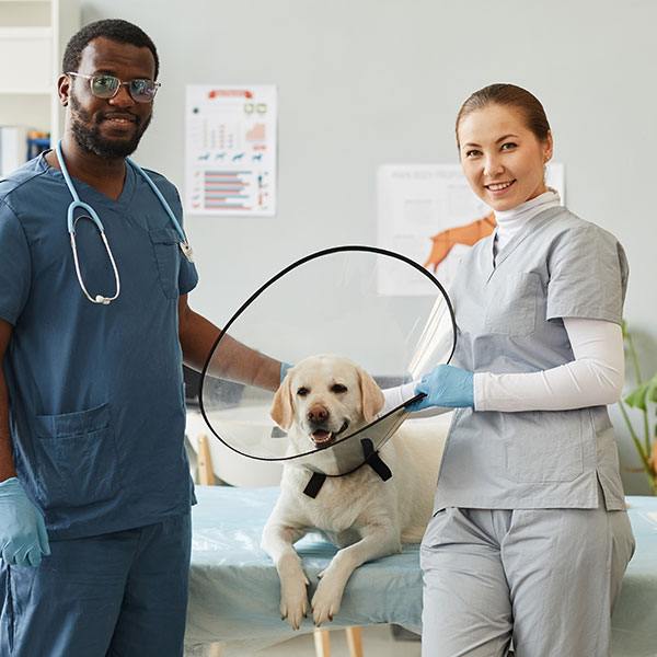 Imagen de Curso Universitario de Especialización en Auxiliar Clínico Veterinario