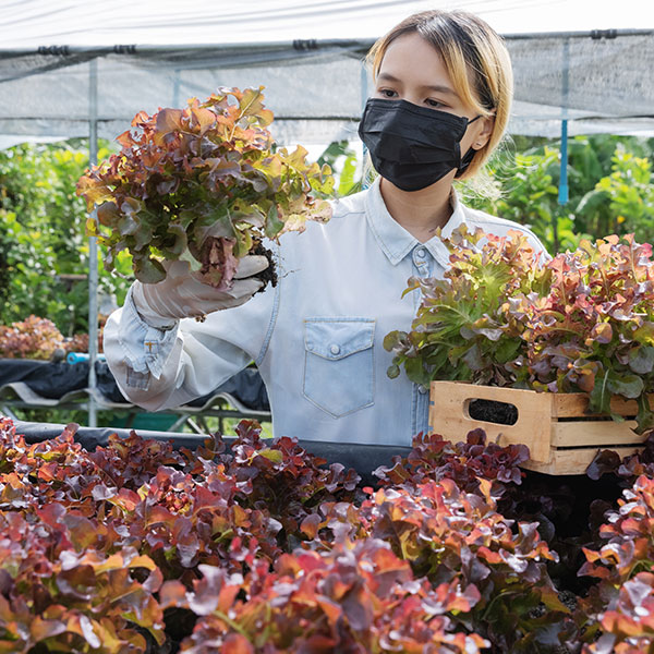 Imagen de Especialista en Innovación y Sostenibilidad en Agricultura Orgánica