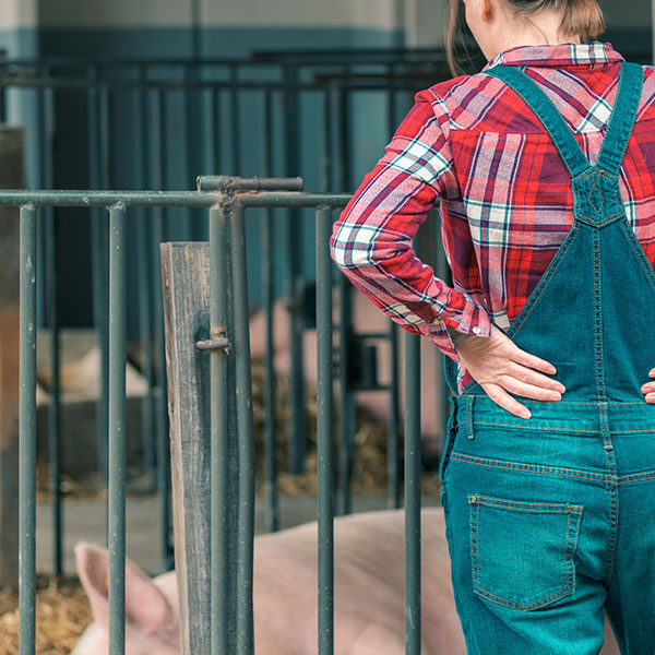 Imagen de Curso en Manejo Sostenible de Ganado en Agricultura Ecológica