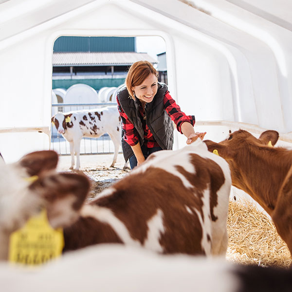 Imagen de Curso en Producción de Animales y Productos Animales Ecológicos