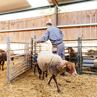 Imagen de Curso en Salud y Seguridad en el Manejo de Animales, Zoonosis y Productos Peligrosos