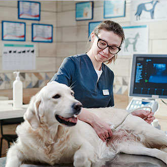 Imagen de Curso en Procedimientos Radiológicos y Ecográficos para Personal Veterinario