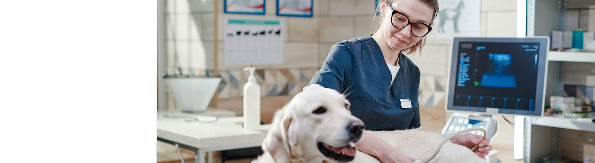 Curso en Procedimientos Radiológicos y Ecográficos para Personal Veterinario