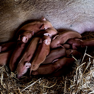 Imagen de Curso de Desarrollo Profesional en Urgencias Reproductivas en Veterinaria Clínica