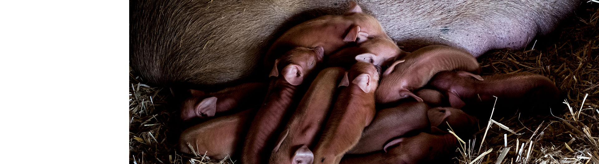 Curso de Desarrollo Profesional en Urgencias Reproductivas en Veterinaria Clínica